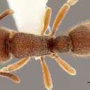 Image of Proceratium stictum Brown 1958