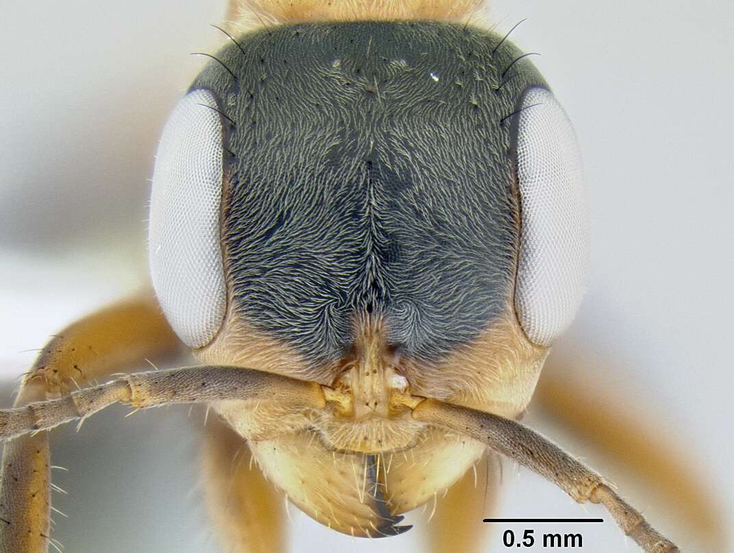 Image of Pseudomyrmex