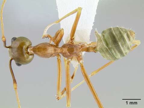 Image of weaver ant