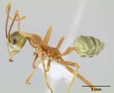 Image of weaver ant