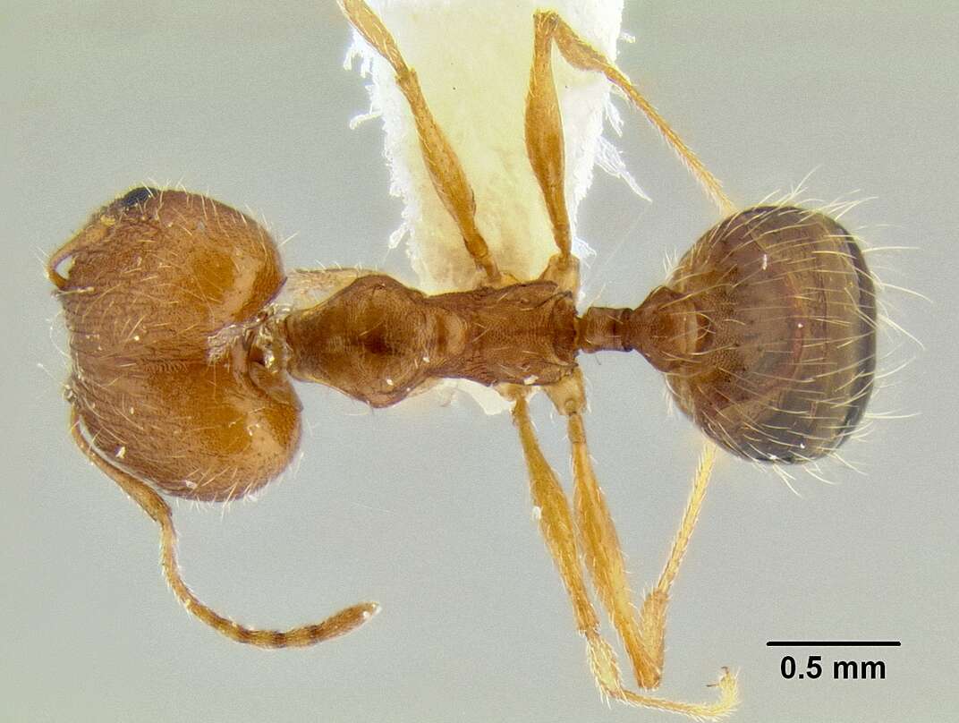 Image of Pheidole clydei Gregg 1950