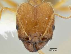 Image of Pheidole clydei Gregg 1950