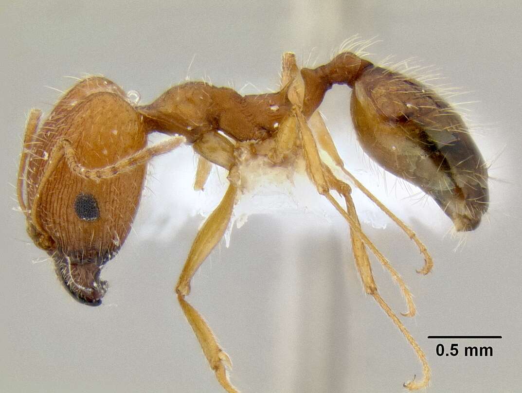 Image of Pheidole clydei Gregg 1950