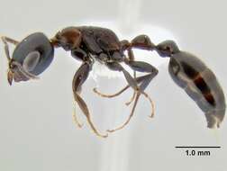 Image of <i>Pseudomyrmex feralis</i>