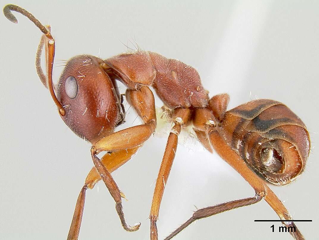 Image of <i>Colobopsis saundersi</i>