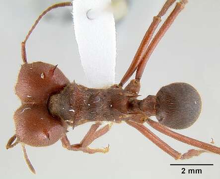 Image of Texas Leaf Cutting Ant