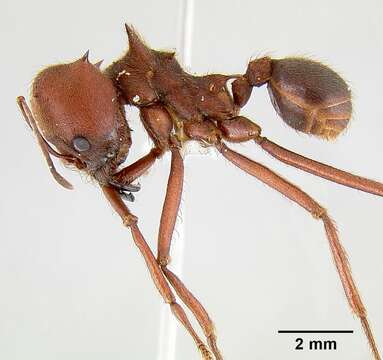 Image of Texas Leaf Cutting Ant