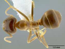 Image of <i>Iridomyrmex pallidus</i>