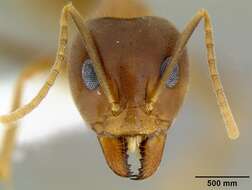 Image of <i>Iridomyrmex pallidus</i>