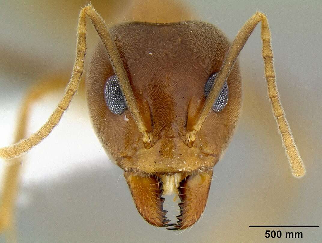 Image of <i>Iridomyrmex pallidus</i>