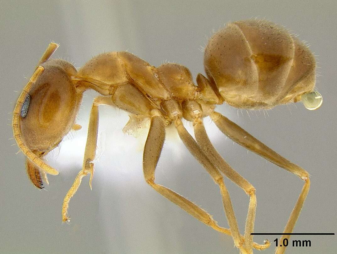 Image of <i>Iridomyrmex pallidus</i>