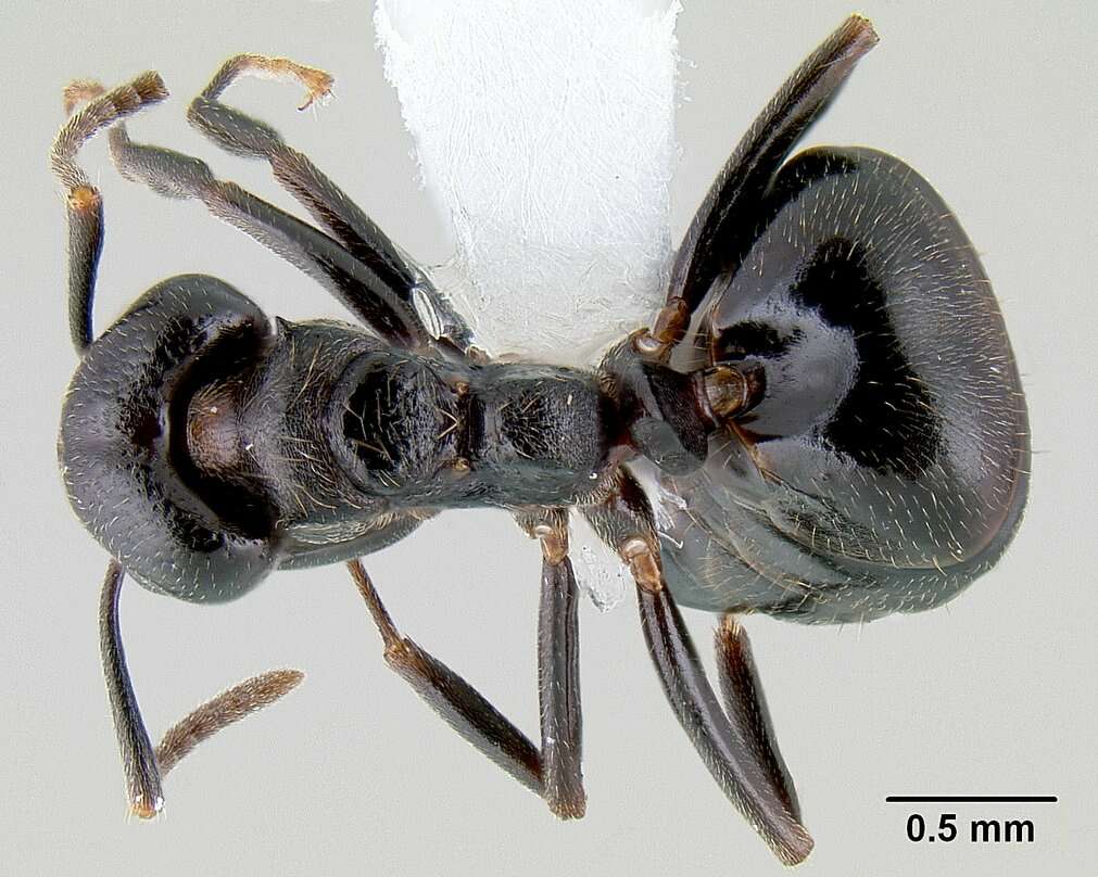 Image of Dolichoderus debilis Emery 1890