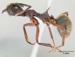 Dolichoderus decollatus Smith 1858的圖片