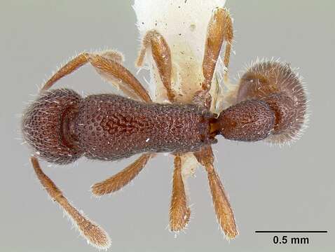 Image of Tyrannomyrmex Fernández