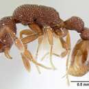 Слика од <i>Tyrannomyrmex legatus</i>