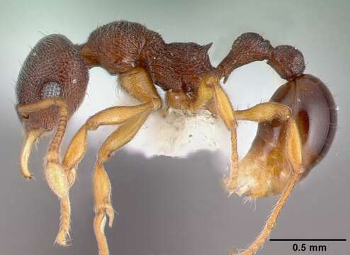 Image of Lenomyrmex wardi Fernandez & Palacio G. 1999