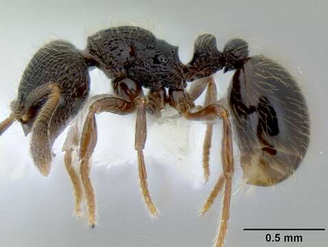 Image de Adelomyrmex tristani (Menozzi 1931)