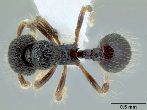 Image of Lachnomyrmex scrobiculatus Wheeler 1910