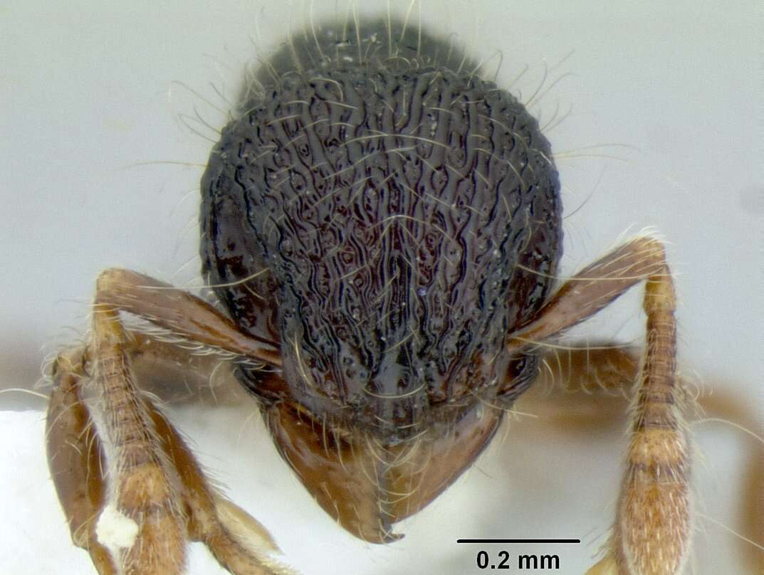 Image of Lachnomyrmex scrobiculatus Wheeler 1910
