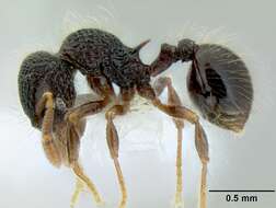 Image of Lachnomyrmex scrobiculatus Wheeler 1910