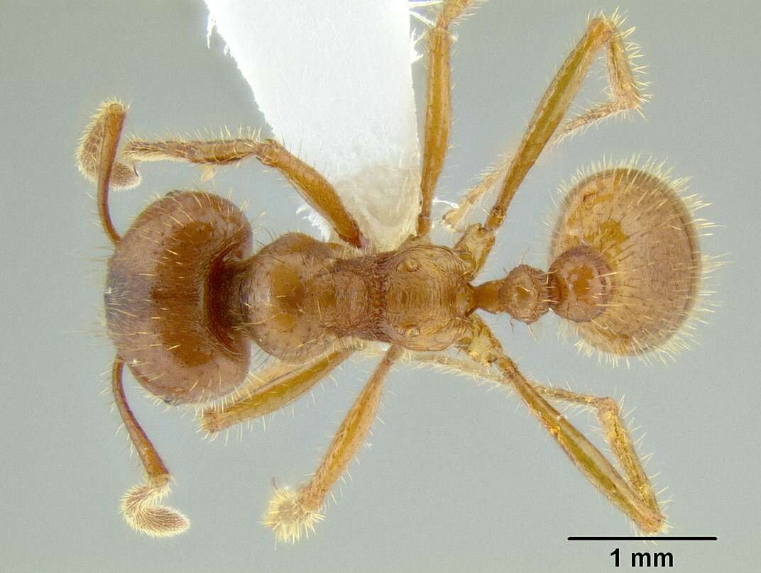 Image of Tranopelta subterranea (Mann 1916)