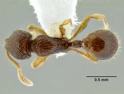 Image of <i>Rogeria nevadensis</i>