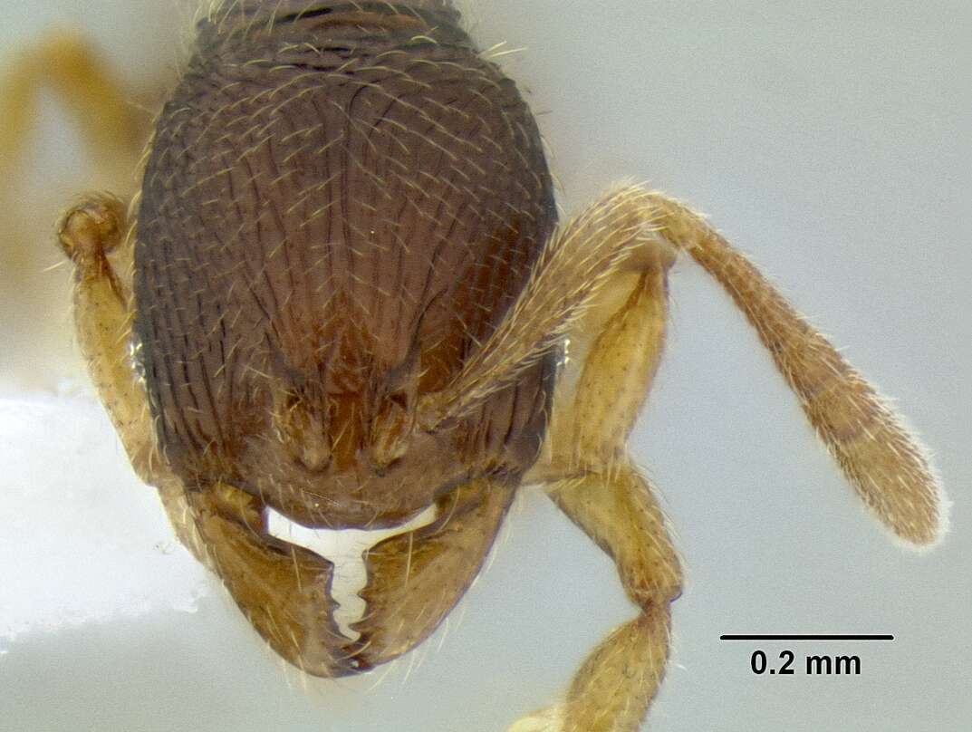 Image of <i>Rogeria nevadensis</i>