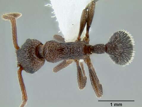 Image of Myrmica rugiventris (Smith 1943)