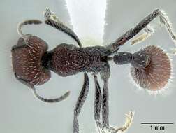 Image of Pogonomyrmex vermiculatus Emery 1906