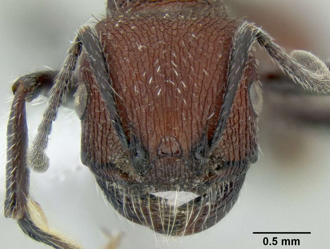 Image of Pogonomyrmex vermiculatus Emery 1906