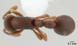 Image of <i>Ooceraea fragosa</i>