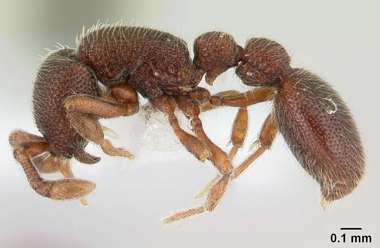 Image of <i>Ooceraea fragosa</i>