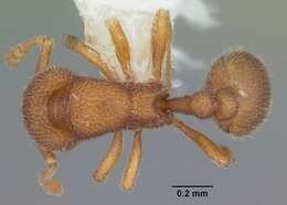 Image of Rostromyrmex