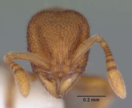 Image of Rostromyrmex