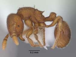 Image of Rostromyrmex