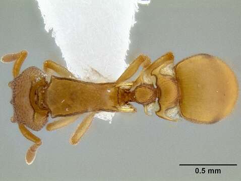 Imagem de <i>Colobostruma unicorna</i>