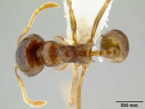 Image of Lophomyrmex