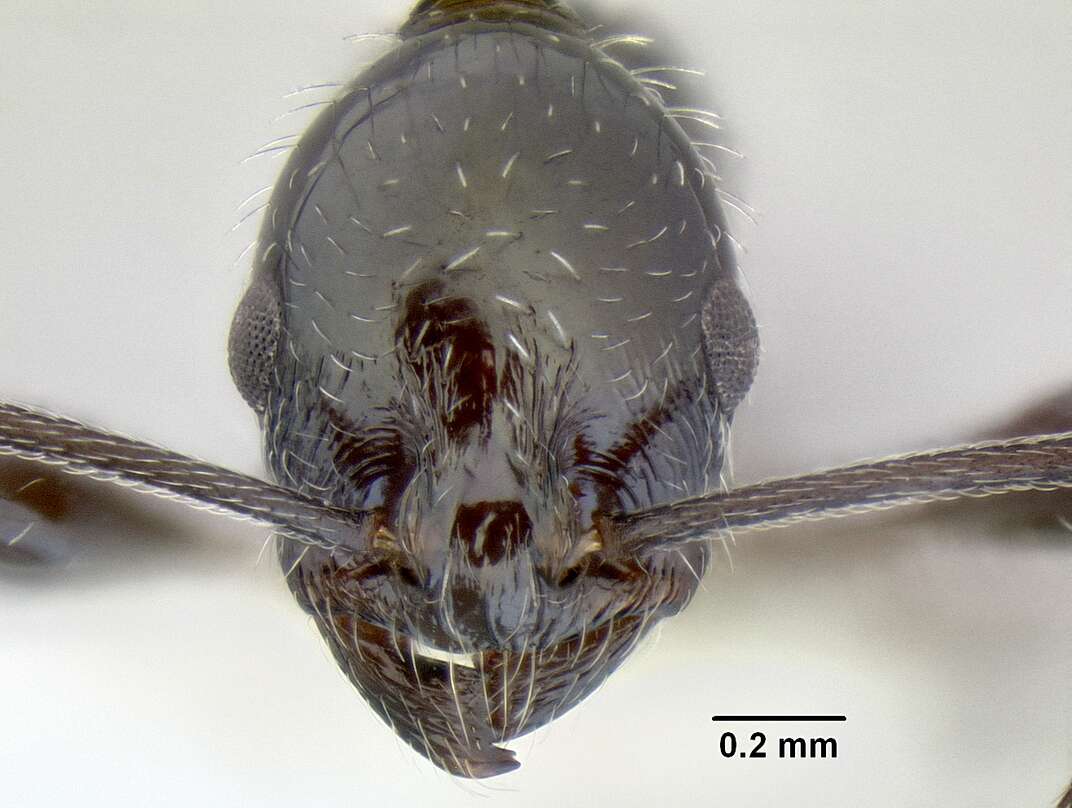 Image of <i>Temnothorax poeyi</i>