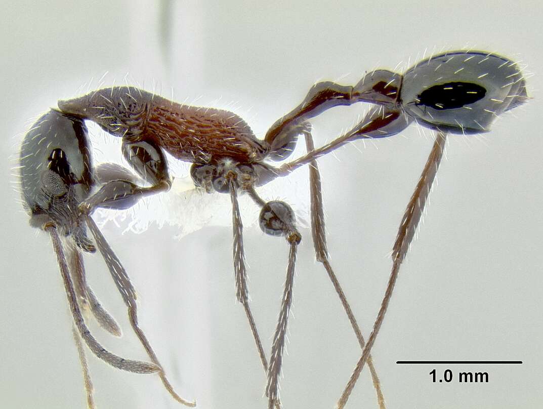 Image of <i>Temnothorax poeyi</i>