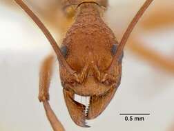 Image of Aphaenogaster araneoides Emery 1890