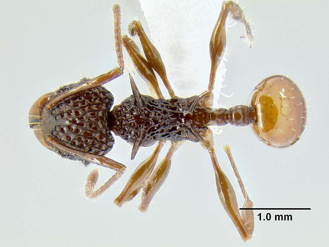 Image of Acanthomyrmex ferox Emery 1893