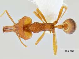 Image of Miniature Trap-jaw Ants