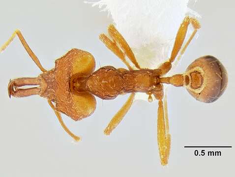 Image of Miniature Trap-jaw Ants