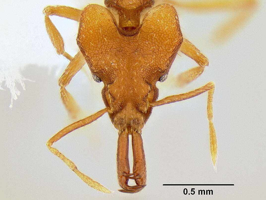 Image of Miniature Trap-jaw Ants