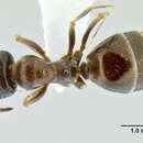 Image of Proformica mongolica (Emery 1901)