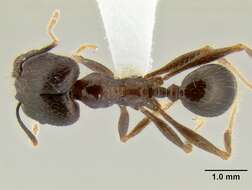 Pheidole rhea Wheeler 1908 resmi