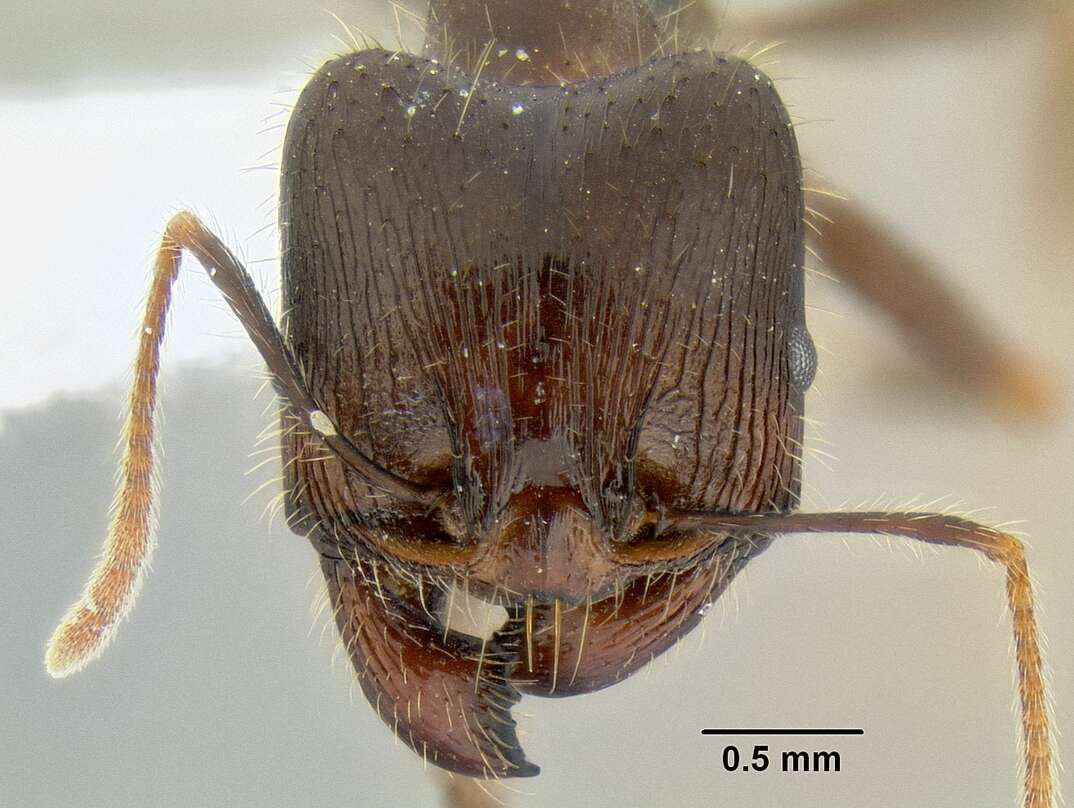 Image of Pheidole rhea Wheeler 1908