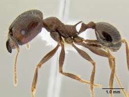 Pheidole rhea Wheeler 1908 resmi