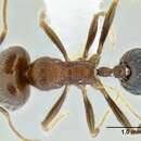 Image of <i>Trichomyrmex criniceps</i>