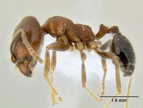 Image of Trichomyrmex